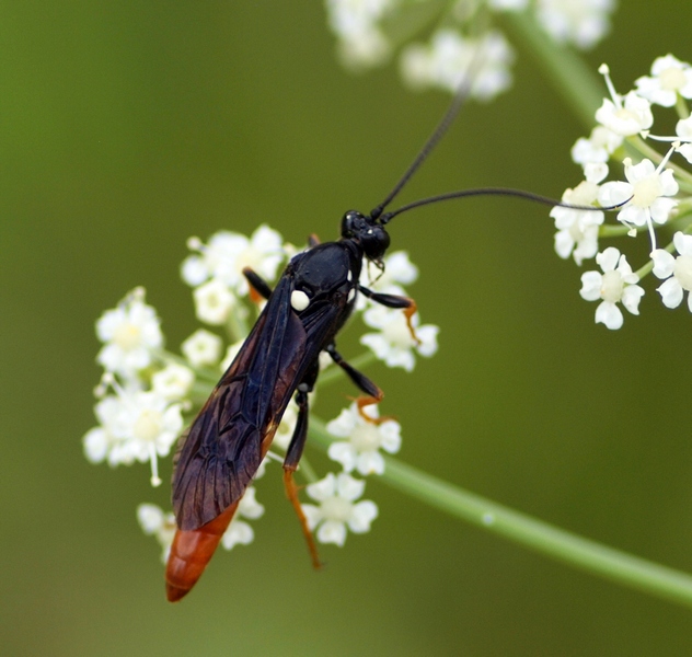 Hymenoptera Ichneumonidae